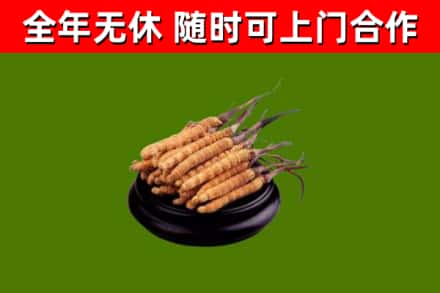珠海烟酒回收冬虫夏草.jpg